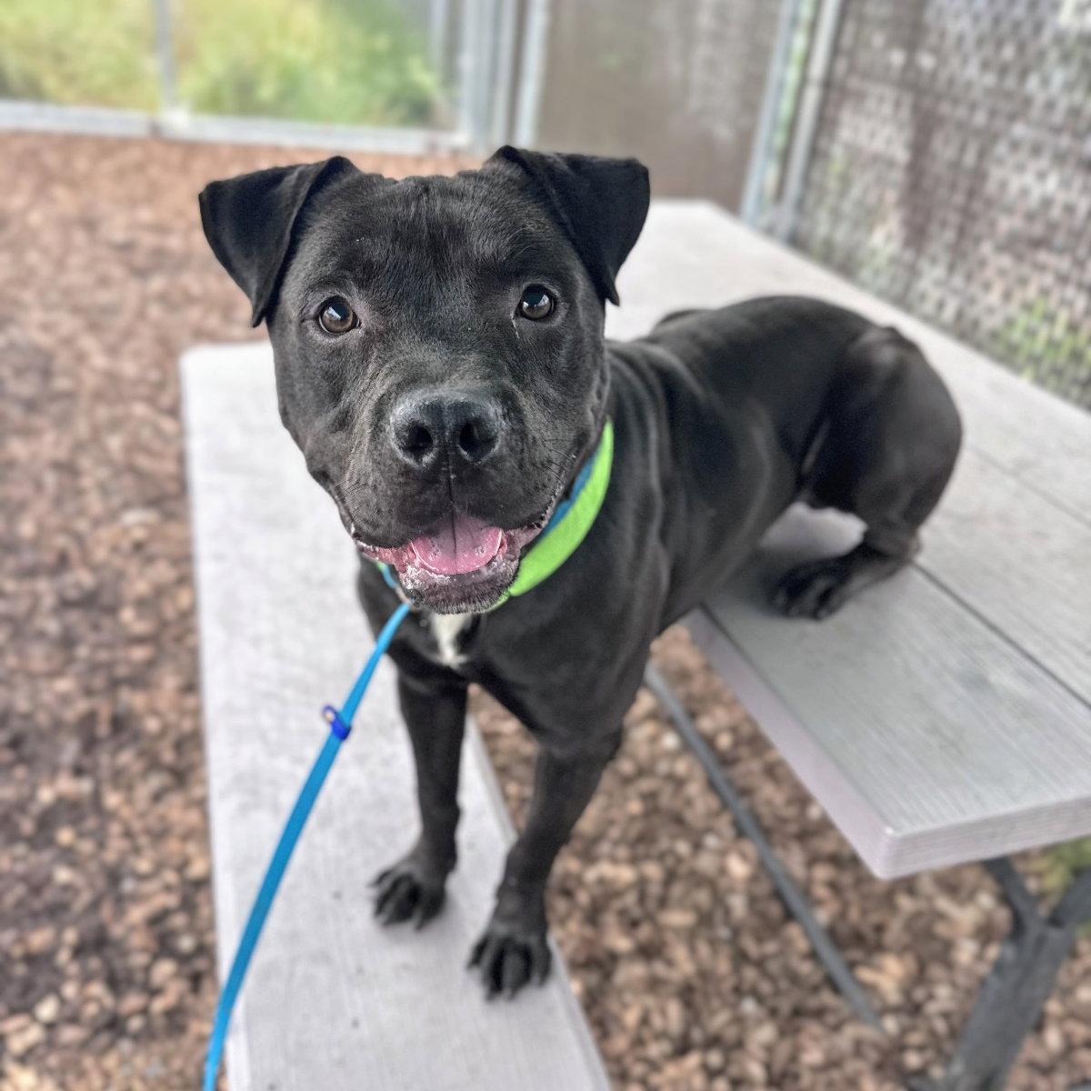 Enlarge Potter, a Adoptable Pit Bull Terrier in Oakland, CA image 2/3