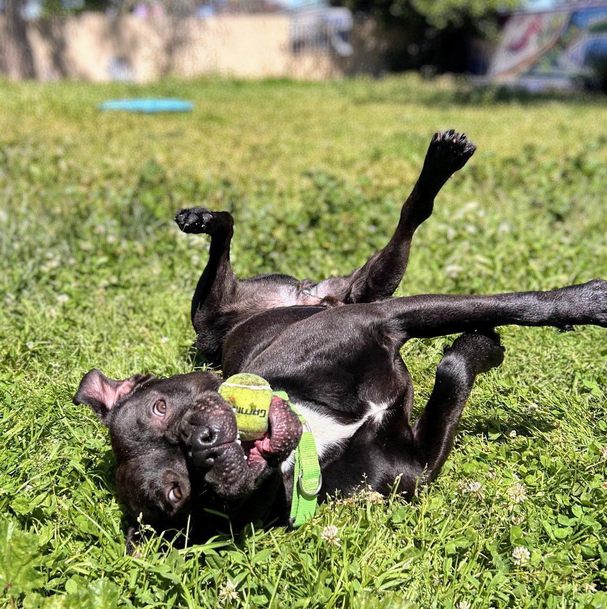Enlarge Potter, a Adoptable Pit Bull Terrier in Oakland, CA image 3/3