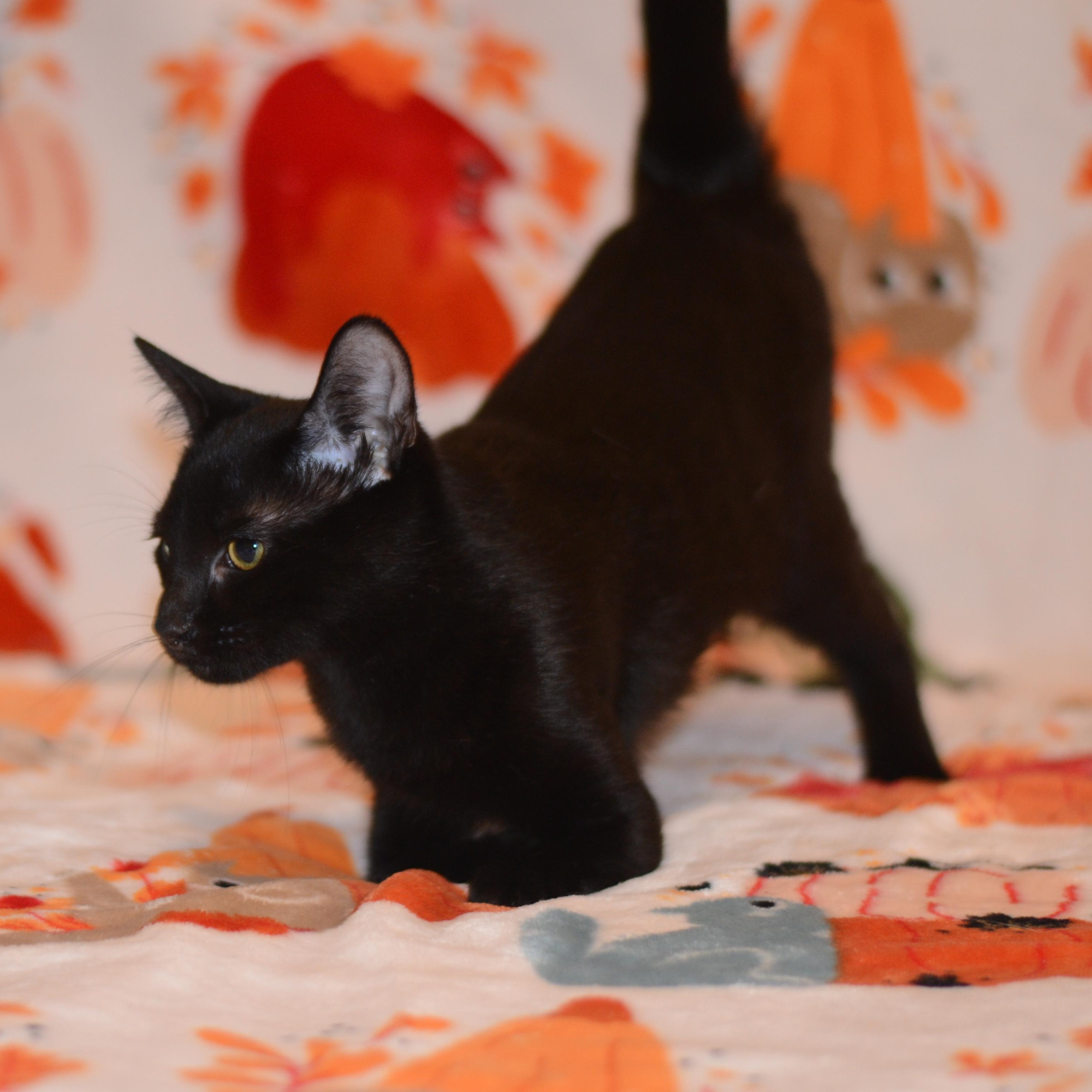Enlarge Ducky, a Adoptable Domestic Short Hair in Manchester, MD image 2/2