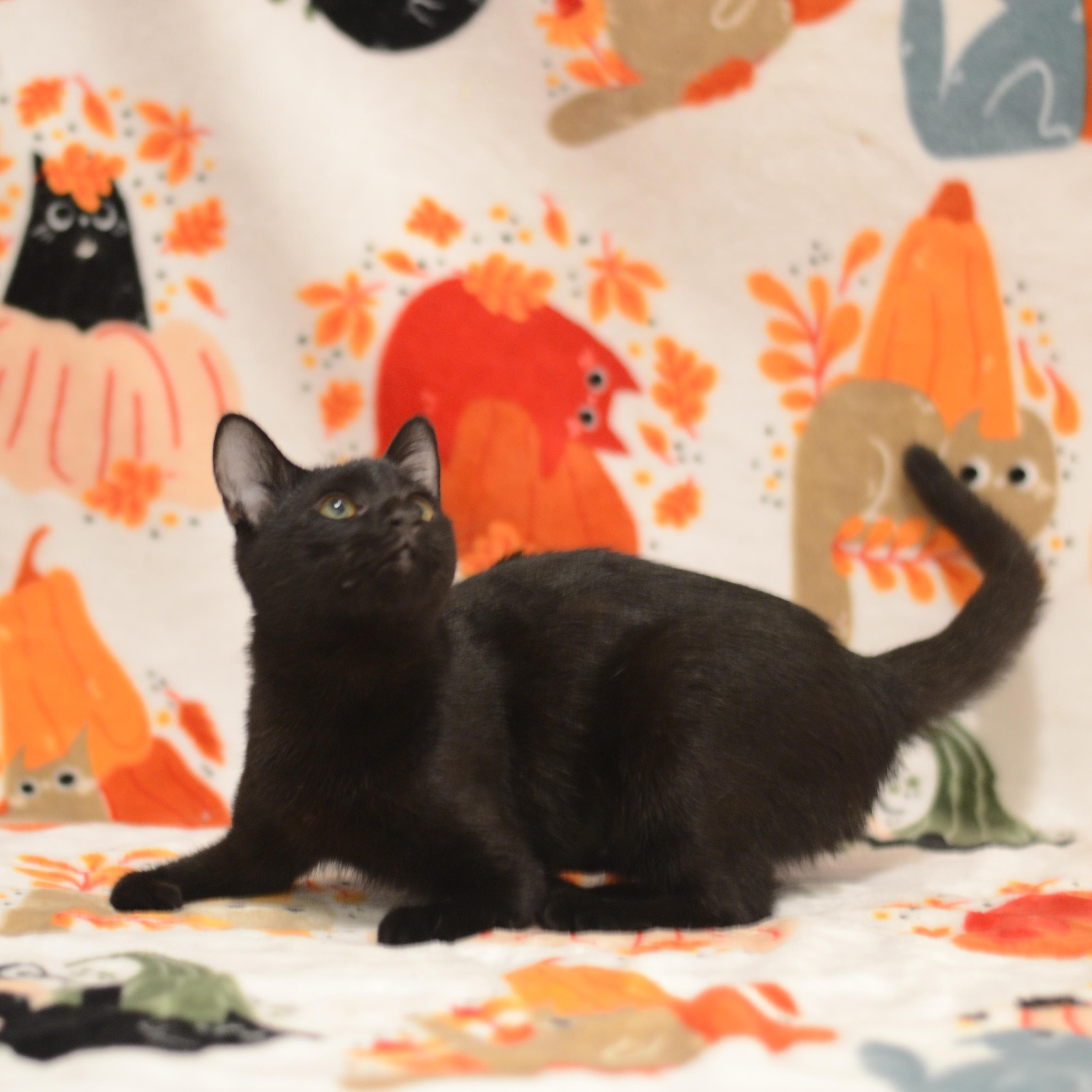 Enlarge Ducky, a Adoptable Domestic Short Hair in Manchester, MD image 1/2