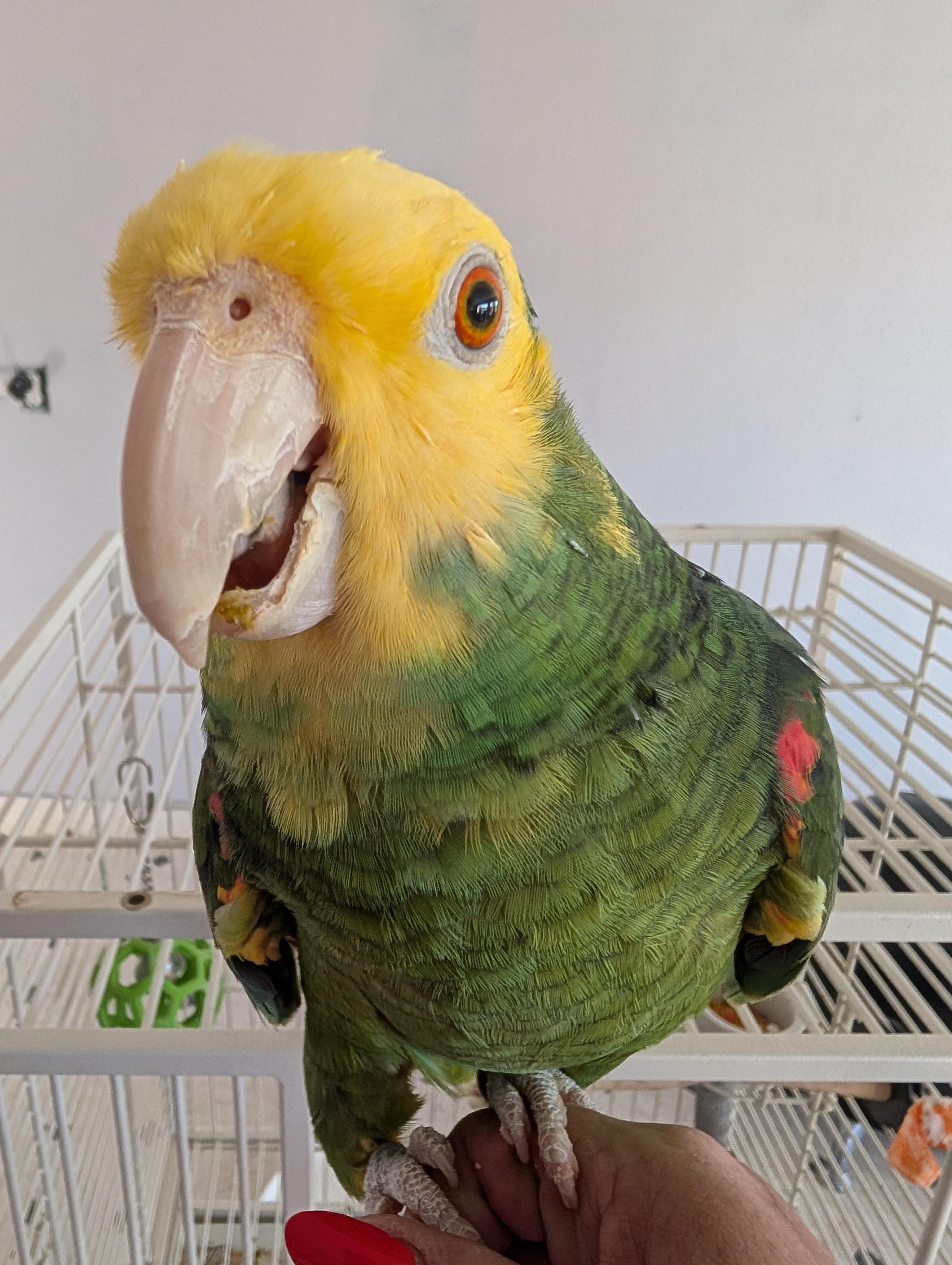 Enlarge Hoover, a Adoptable Amazon in Tacoma, WA image 1/2