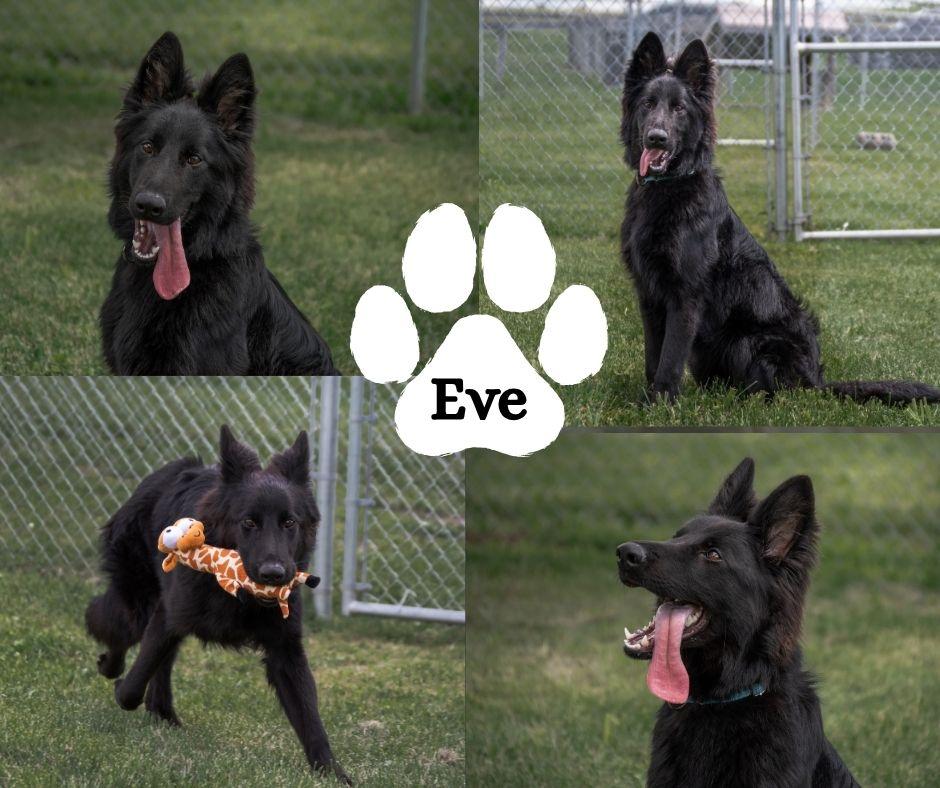 Enlarge Eve, a ADOPTABLE mixed breed in Winchester, KY image 1/1
