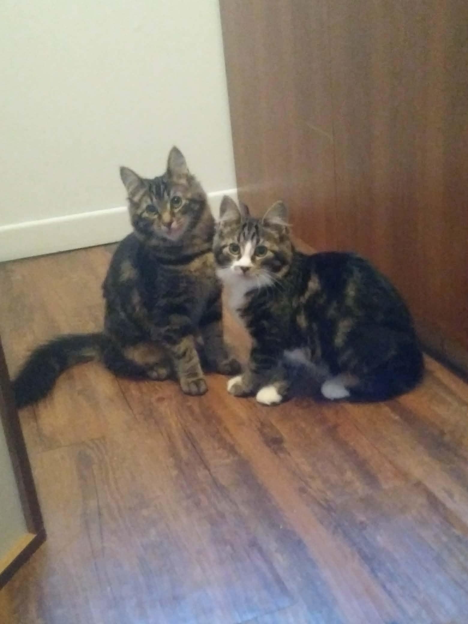 belle et bella, Adoptable, Kitten Female Domestic Long Hair.