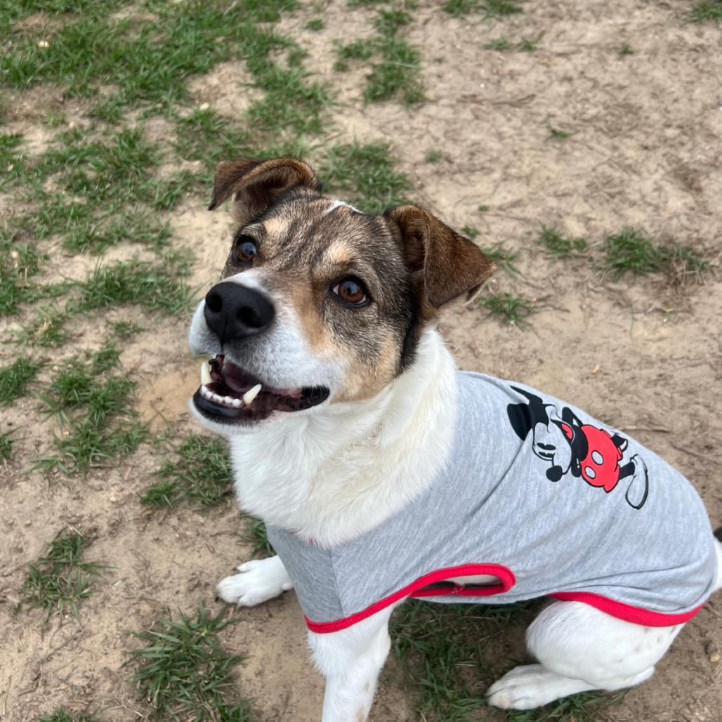 Bud, Adoptable, Adult Male Rat Terrier & Mixed Breed.