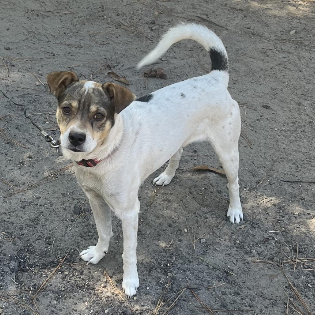 Bud, a Adoptable mixed breed in Hattiesburg, MS image 3/3