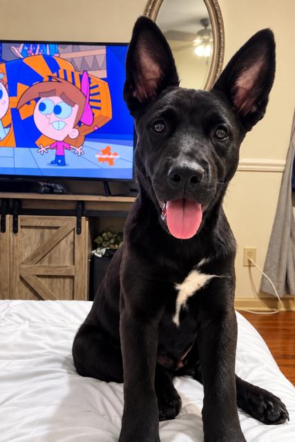 Tanner, Adopted, Puppy Male German Shepherd Dog.