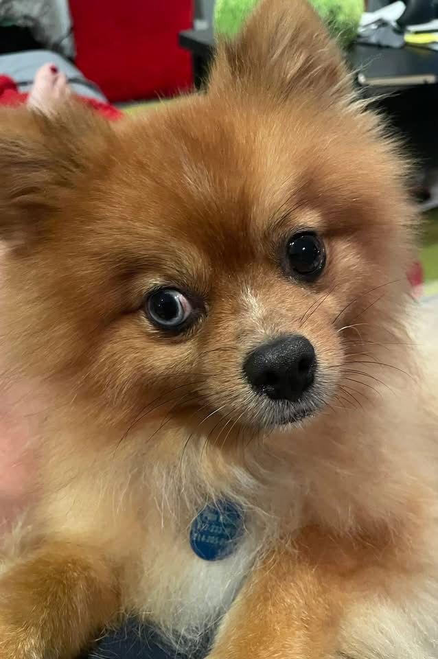 Maxx, Adoptable, Adult Male Pomeranian.