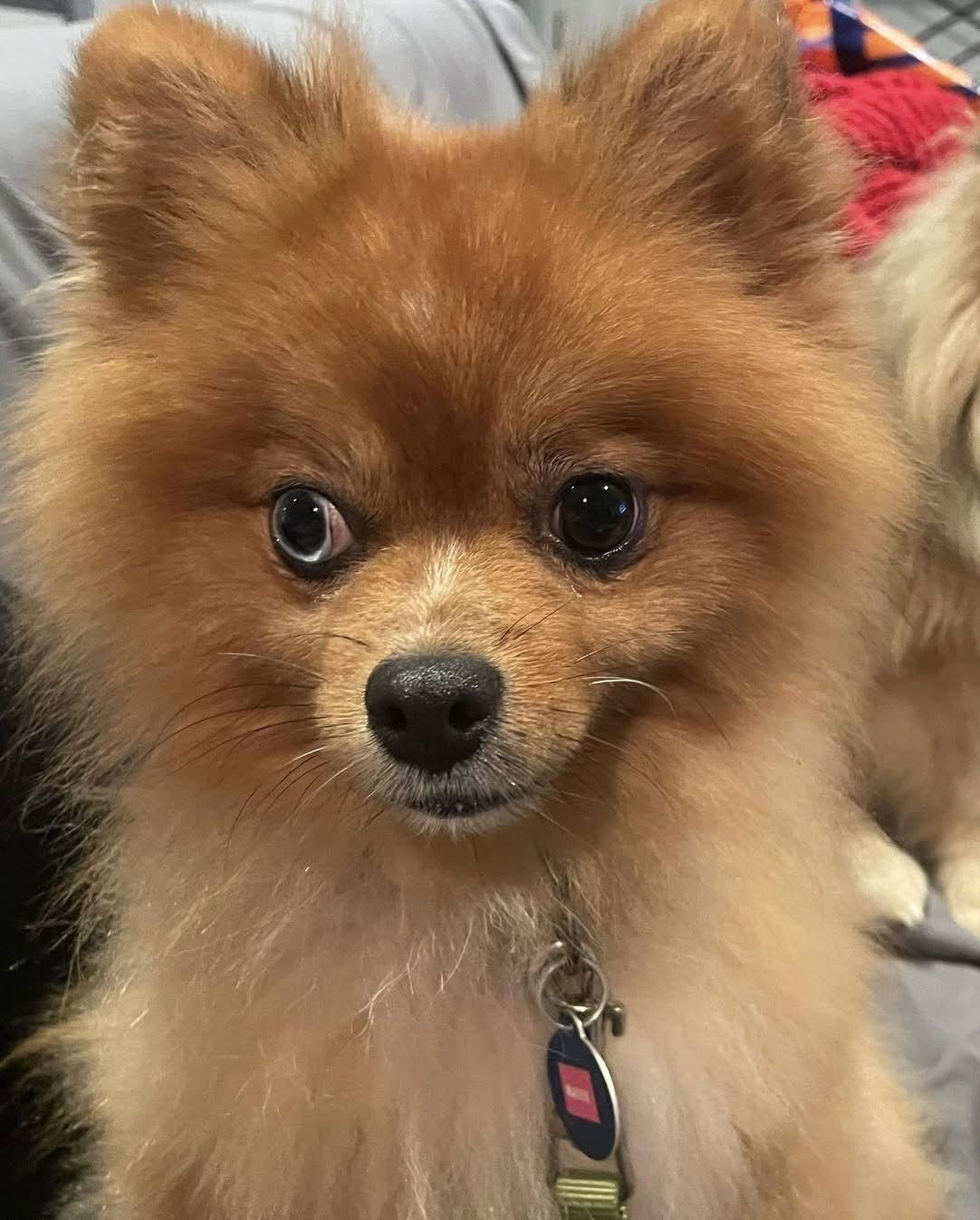 Enlarge Maxx, a Adoptable Pomeranian in Garland, TX image 2/3