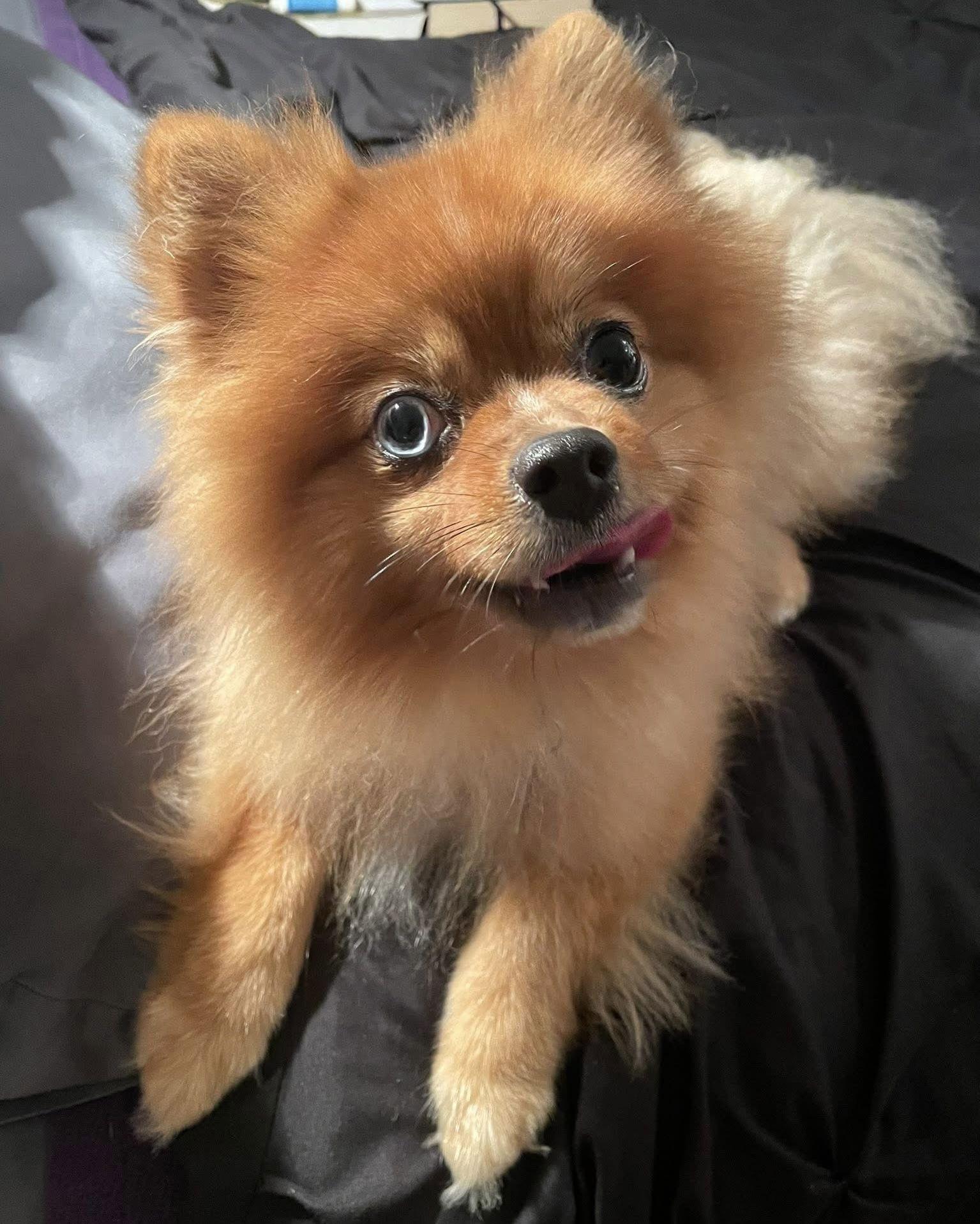 Enlarge Maxx, a Adoptable Pomeranian in Garland, TX image 3/3