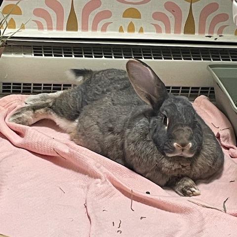 Jasper, Adoptable, Adult Male Flemish Giant.