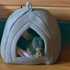 Enlarge Jasper, a Adoptable Flemish Giant in Asheville, NC image 2/6