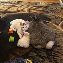 Enlarge Jasper, a Adoptable Flemish Giant in Asheville, NC image 3/6