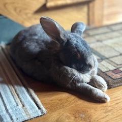 Enlarge Jasper, a Adoptable Flemish Giant in Asheville, NC image 4/6