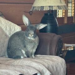 Enlarge Jasper, a Adoptable Flemish Giant in Asheville, NC image 5/6