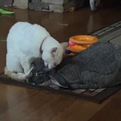 Enlarge Jasper, a Adoptable Flemish Giant in Asheville, NC image 6/6