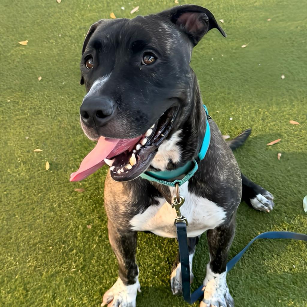 Evie, Adoptable, Senior Female Mixed Breed.