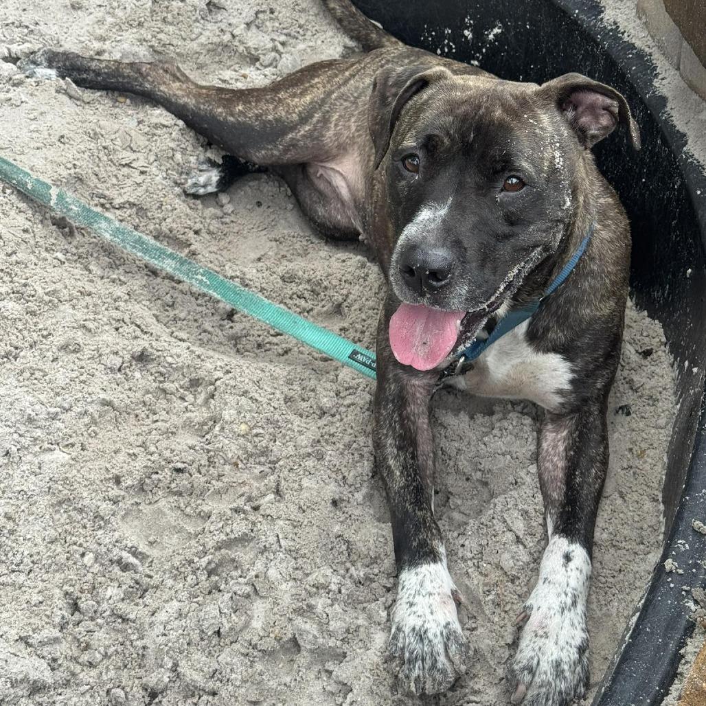 Evie, a Adoptable Mixed Breed in Sarasota, FL image 2/6