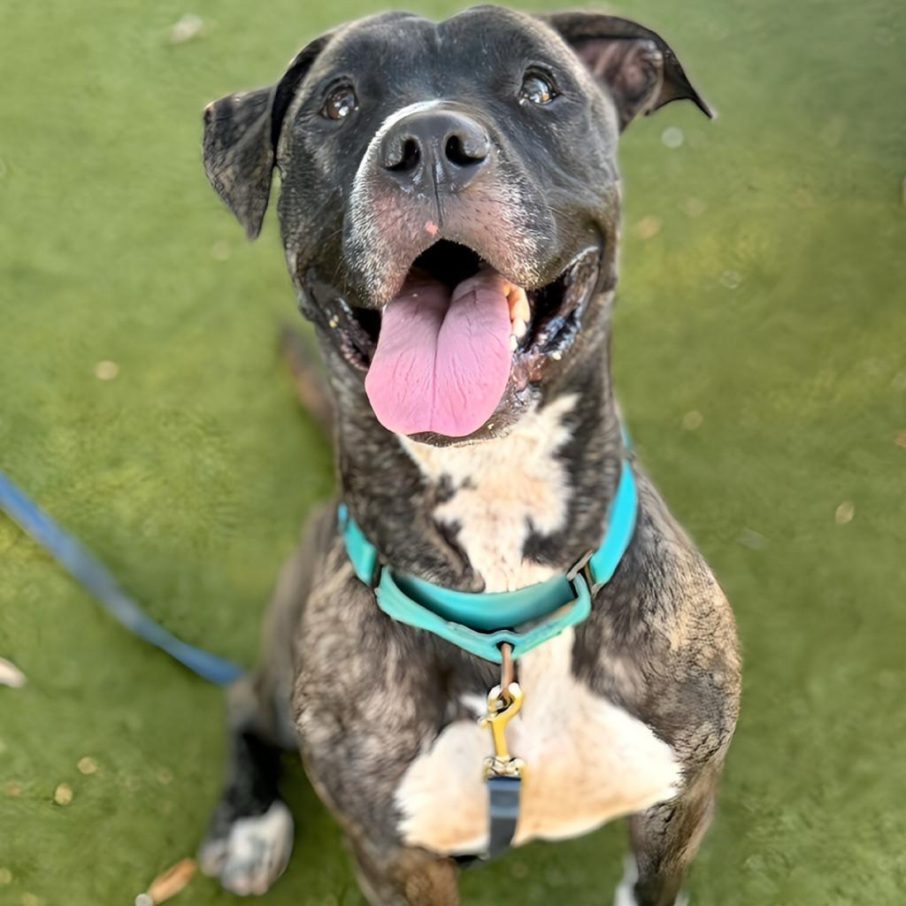 Evie, a Adoptable Mixed Breed in Sarasota, FL image 3/6