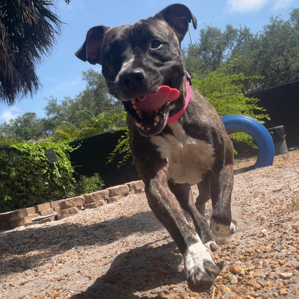 Evie, a Adoptable Mixed Breed in Sarasota, FL image 4/6