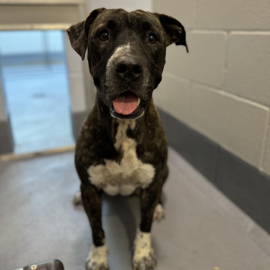 Evie, a Adoptable Mixed Breed in Sarasota, FL image 5/6
