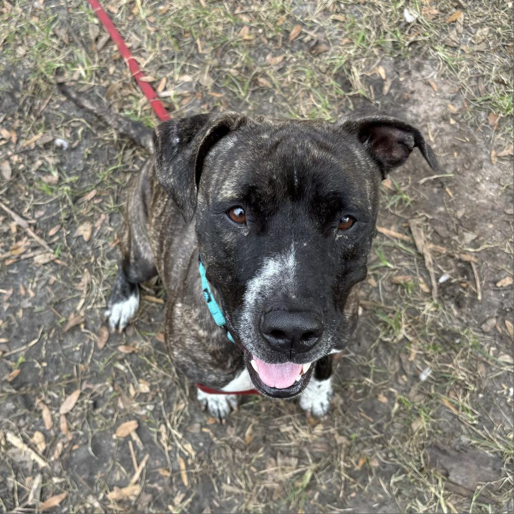 Evie, a Adoptable Mixed Breed in Sarasota, FL image 6/6