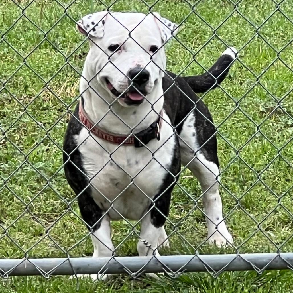 Enlarge Axel, a Adoptable mixed breed in Clanton, AL image 1/1