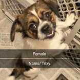 Trixy