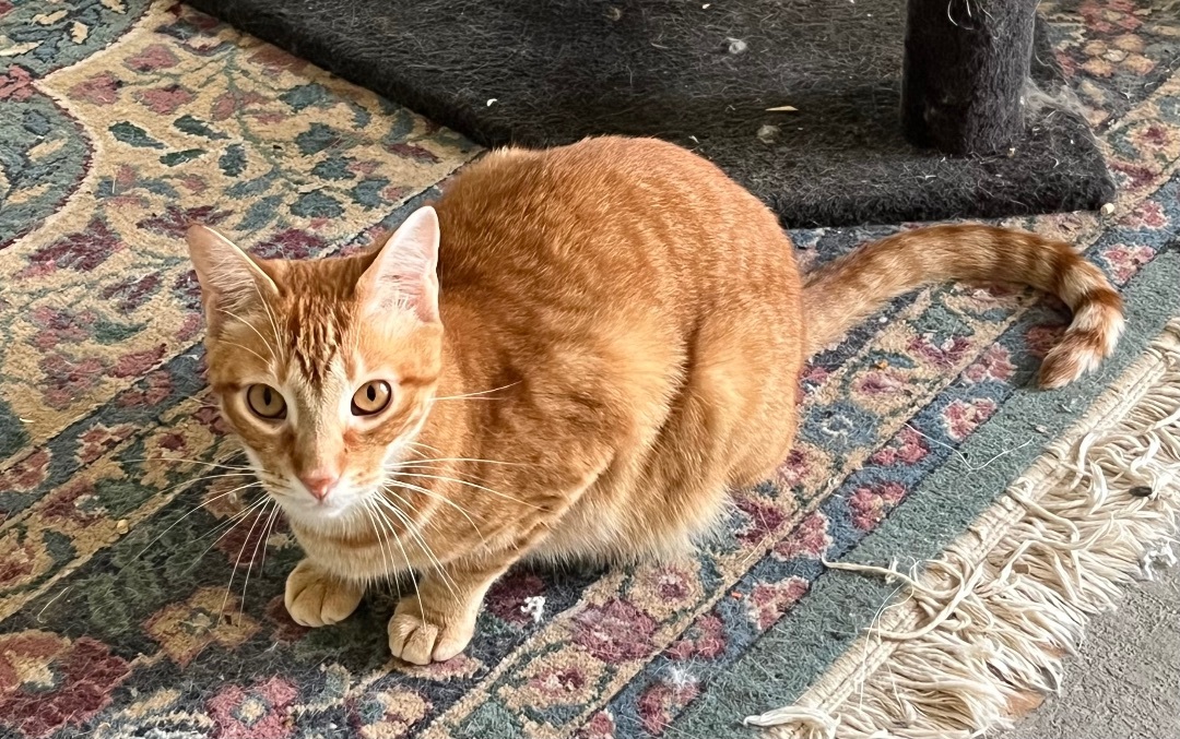 Comet, a Adoptable mixed breed in Mobile, AL image 1/9