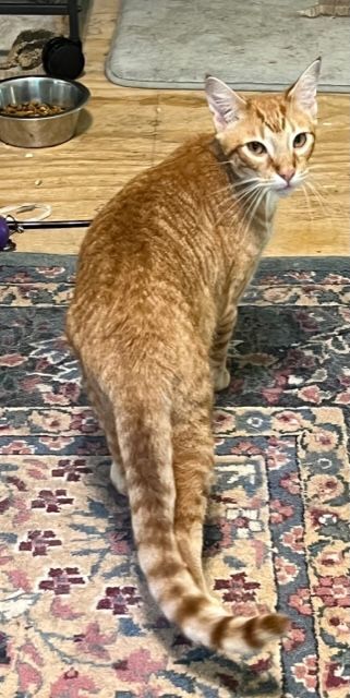 Enlarge Comet, a Adoptable mixed breed in Mobile, AL image 7/9