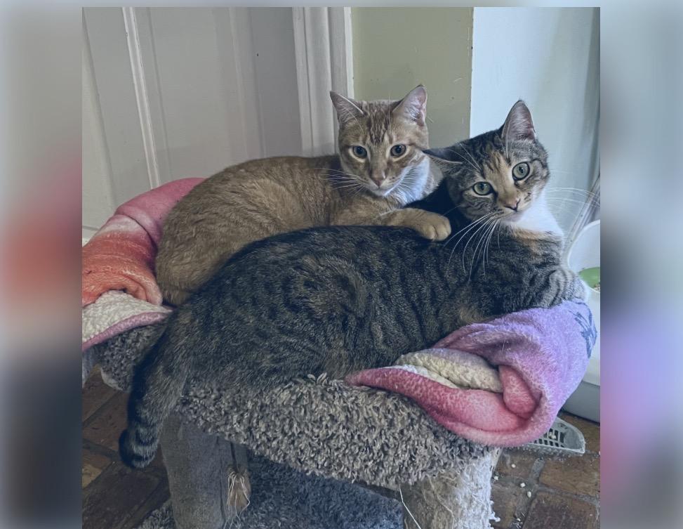 Comet (& see Phoebe), Adoptable, Adult Male Tabby & Domestic Short Hair.