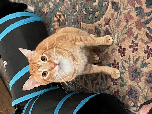 Comet, a Adoptable mixed breed in Mobile, AL image 6/9