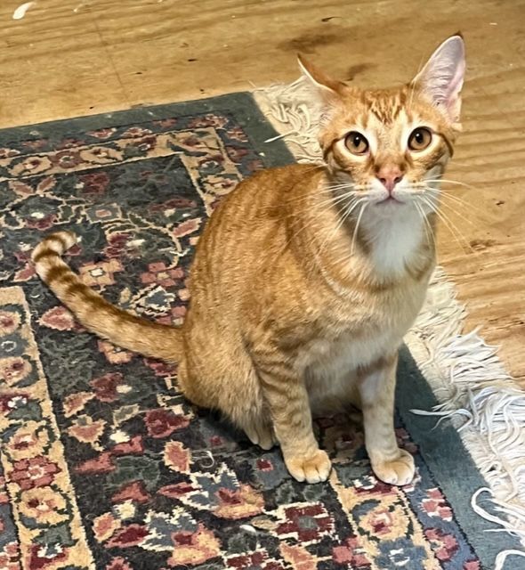 Enlarge Comet, a Adoptable mixed breed in Mobile, AL image 8/9