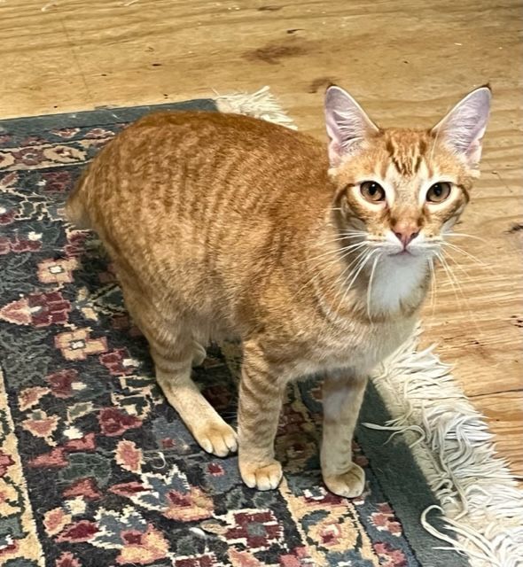 Enlarge Comet, a Adoptable mixed breed in Mobile, AL image 9/9