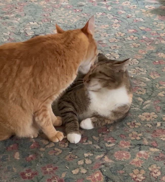 Enlarge Comet (& see Phoebe), a Adoptable mixed breed in Mobile, AL video 6/6