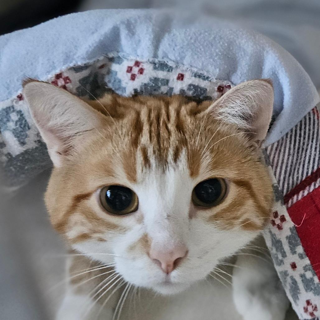 Twinkie, ADOPTABLE, Adult Male Domestic Short Hair.