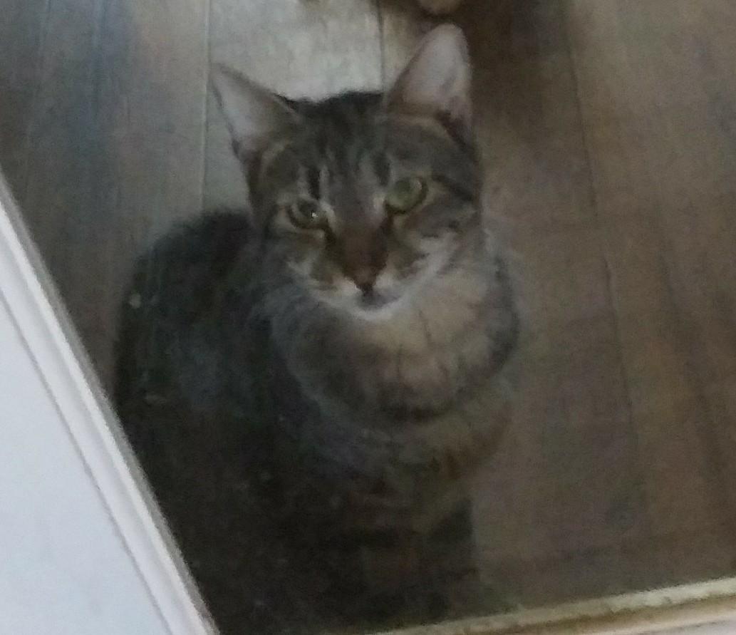 Gala, a ADOPTABLE Domestic Short Hair in Port Wentworth, GA image 2/3