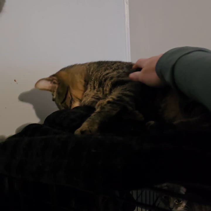 Enlarge Gala, a ADOPTABLE Domestic Short Hair in Port Wentworth, GA video 3/3