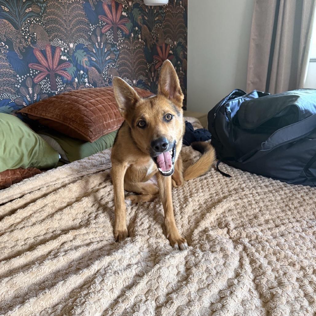 Kallie, Adoptable, Young Female German Shepherd Dog & Mixed Breed.