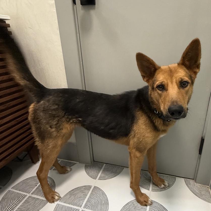 Enlarge Kallie, a Adoptable mixed breed in Lakewood, CO image 1/1