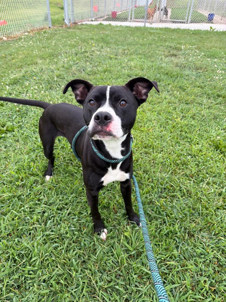 Dodger, Adoptable, Young Male American Staffordshire Terrier.