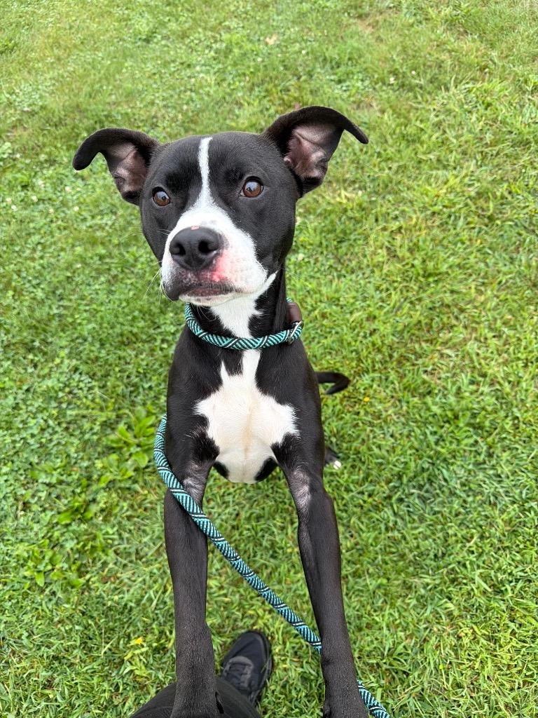 Enlarge Dodger, a Adoptable mixed breed in Pierceton, IN image 2/6