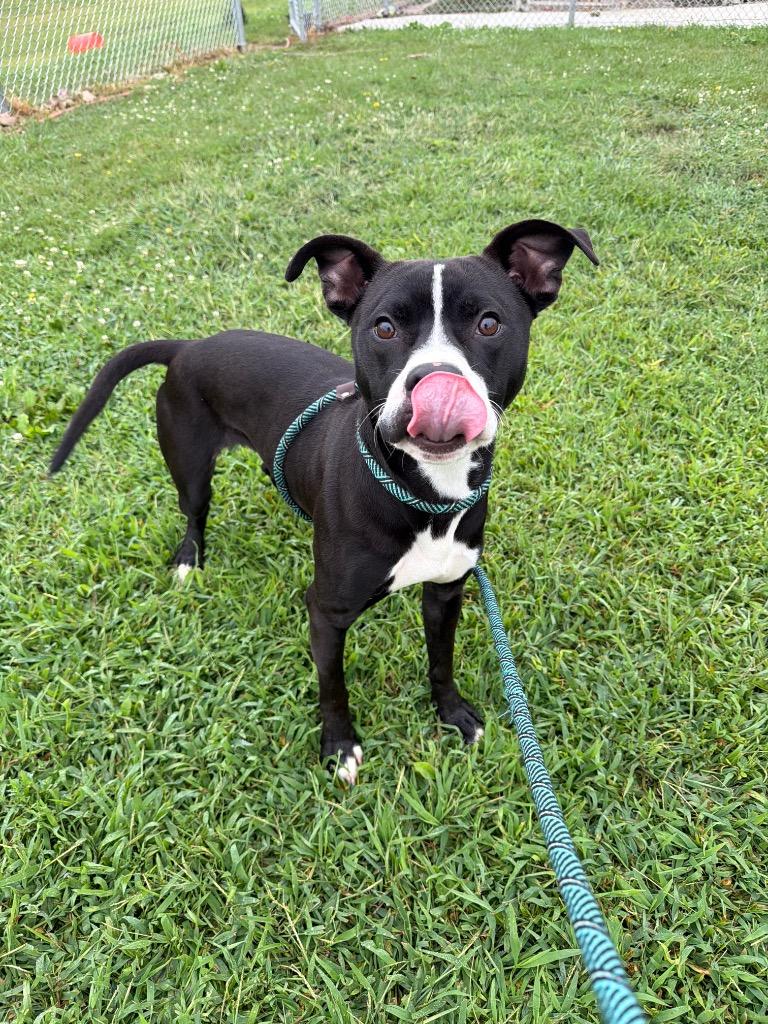 Enlarge Dodger, a Adoptable mixed breed in Pierceton, IN image 3/6