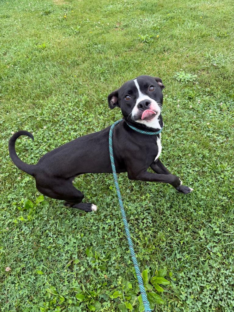 Enlarge Dodger, a Adoptable mixed breed in Pierceton, IN image 4/6