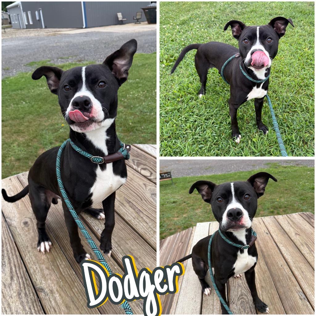Enlarge Dodger, a Adoptable mixed breed in Pierceton, IN image 5/6
