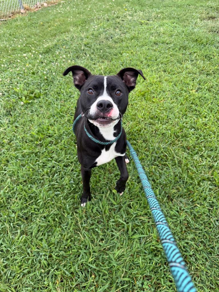 Enlarge Dodger, a Adoptable mixed breed in Pierceton, IN image 6/6