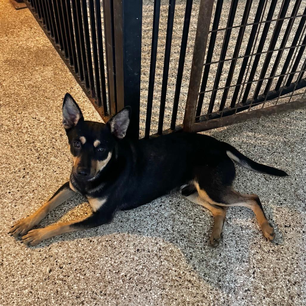 Zander, Adoptable, Young Male Australian Cattle Dog / Blue Heeler & Shepherd.