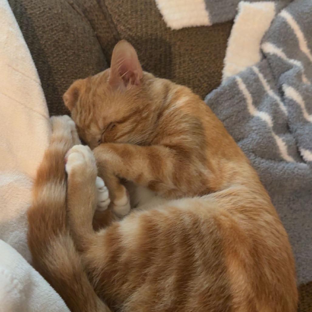 Pina Colada, Adoptable, Adult Female Domestic Short Hair.