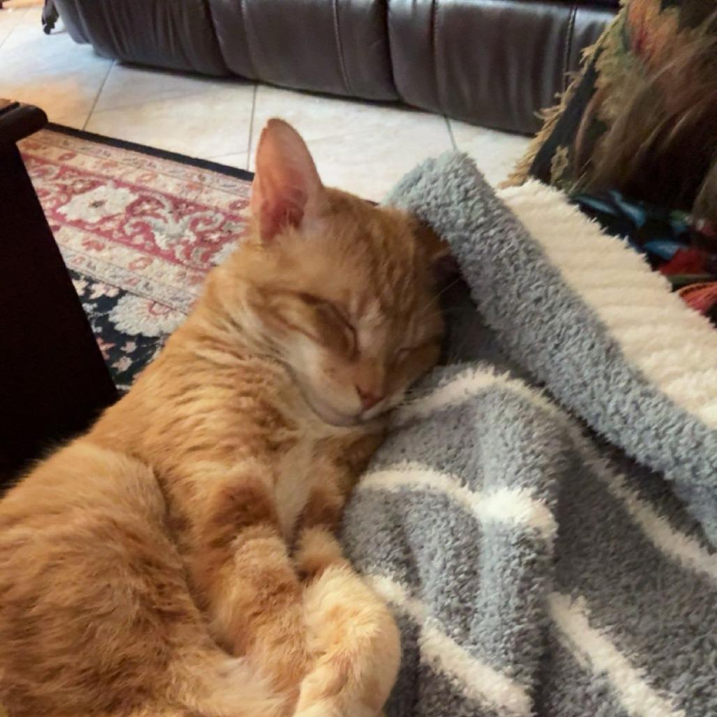 Enlarge Pina Colada, a Adoptable Domestic Short Hair in Gainesville, FL image 2/6