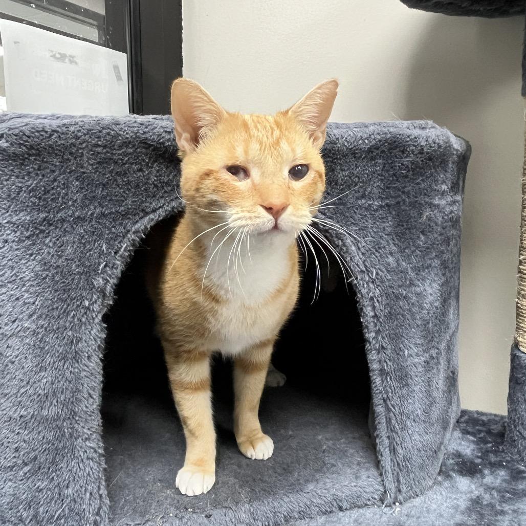 Enlarge Pina Colada, a Adoptable Domestic Short Hair in Gainesville, FL image 4/6