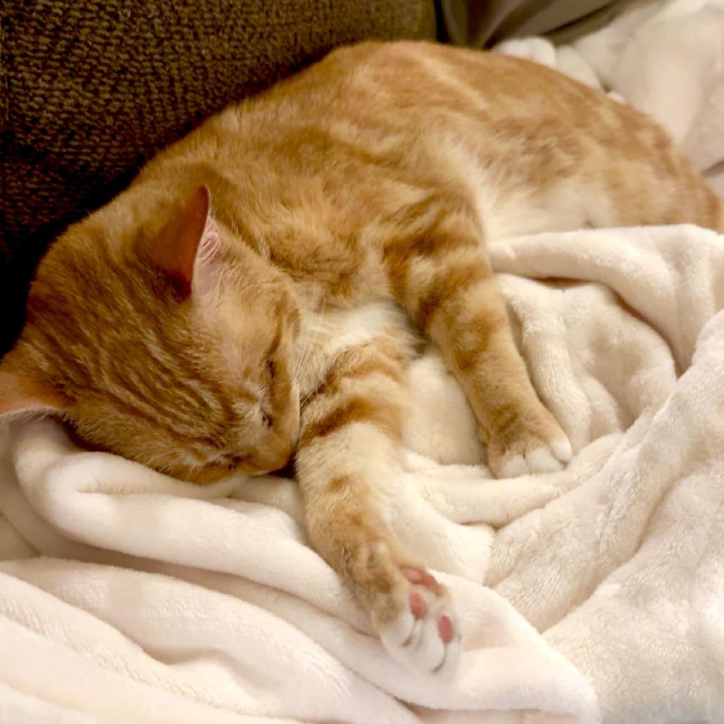 Enlarge Pina Colada, a Adoptable Domestic Short Hair in Gainesville, FL image 6/6